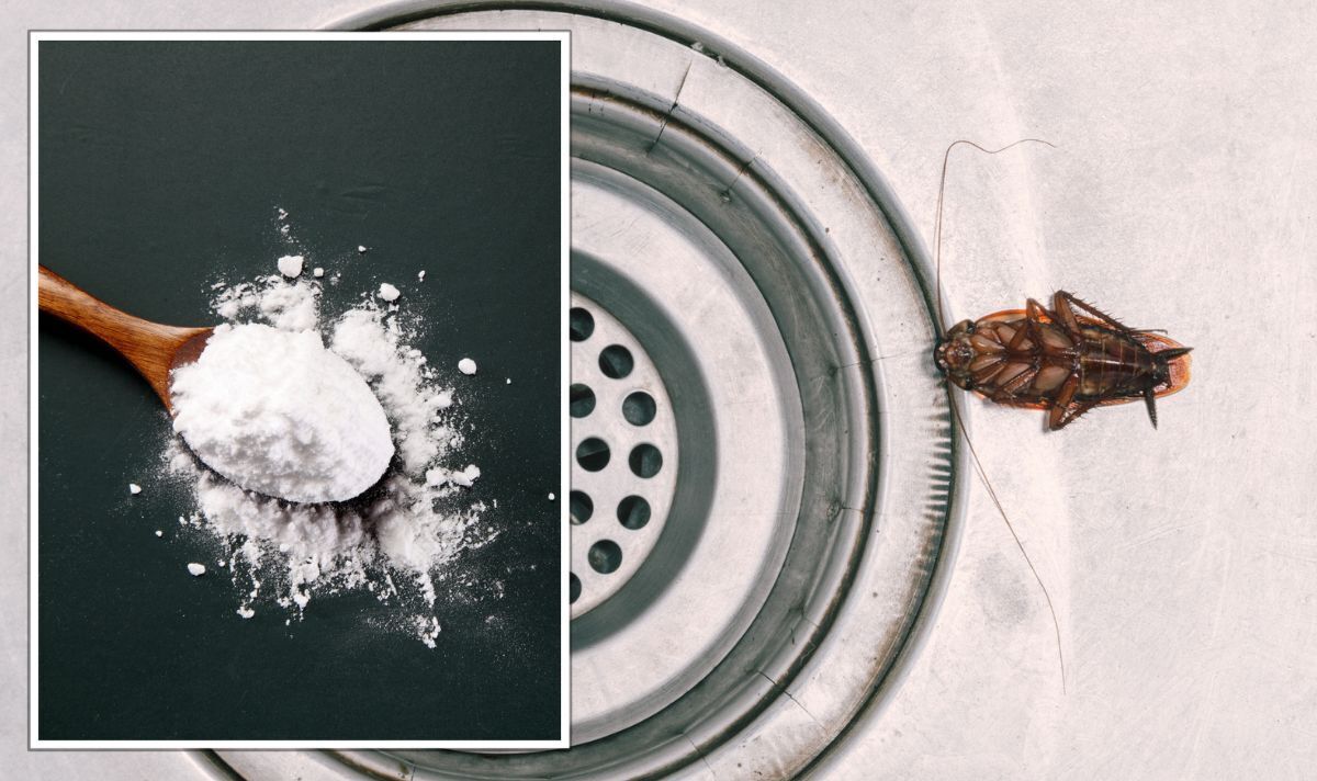 Сода и захар: домашен метод, който може да ви помогне да се отървете от хлебарки без да използвате химически инсектициди